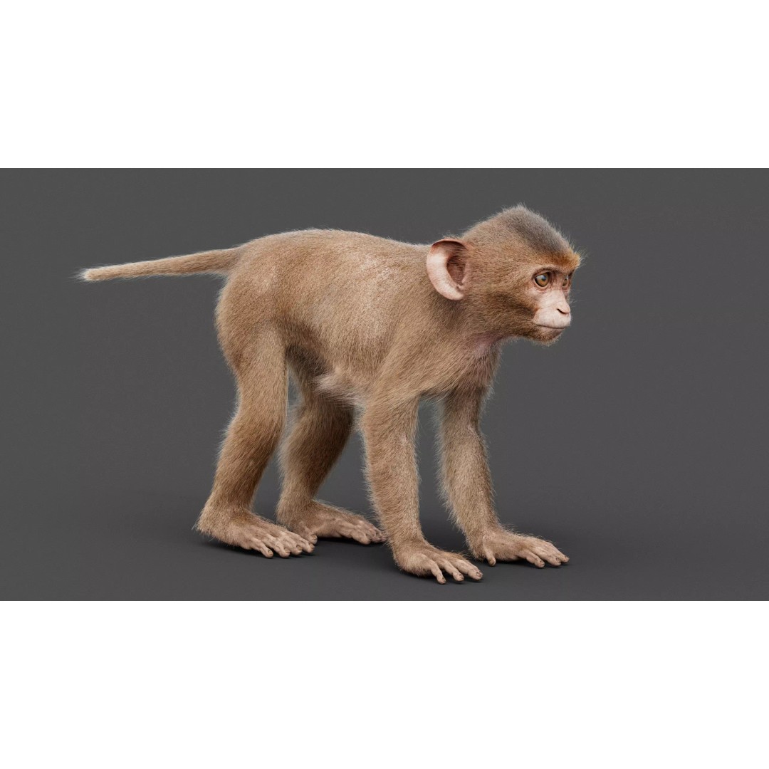 Young Rhesus Monkey 3D Model – High Detail Static Version, Maya - View 10