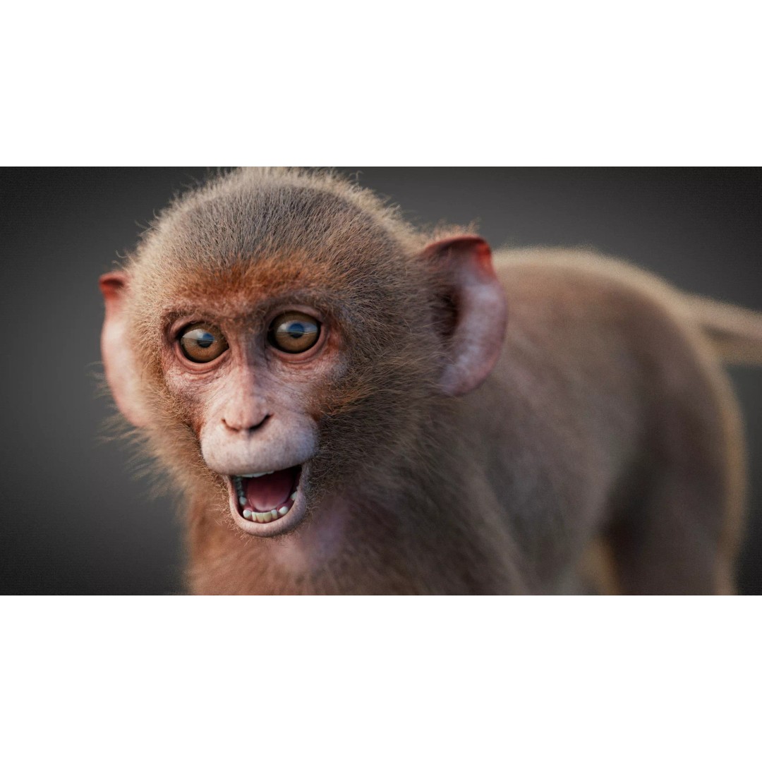 Young Rhesus Monkey 3D Model – High Detail Static Version, Maya - View 11