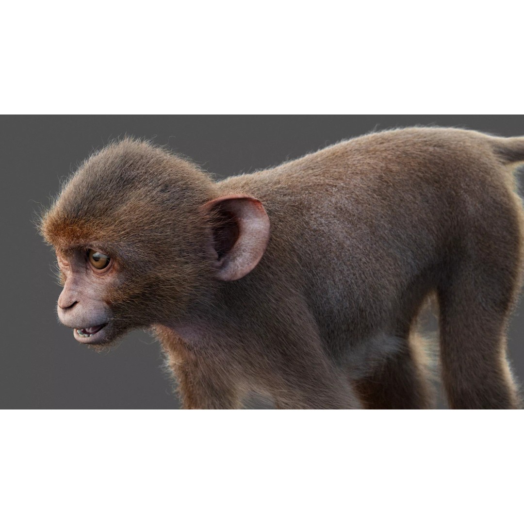 Young Rhesus Monkey 3D Model – High Detail Static Version, Maya - View 12