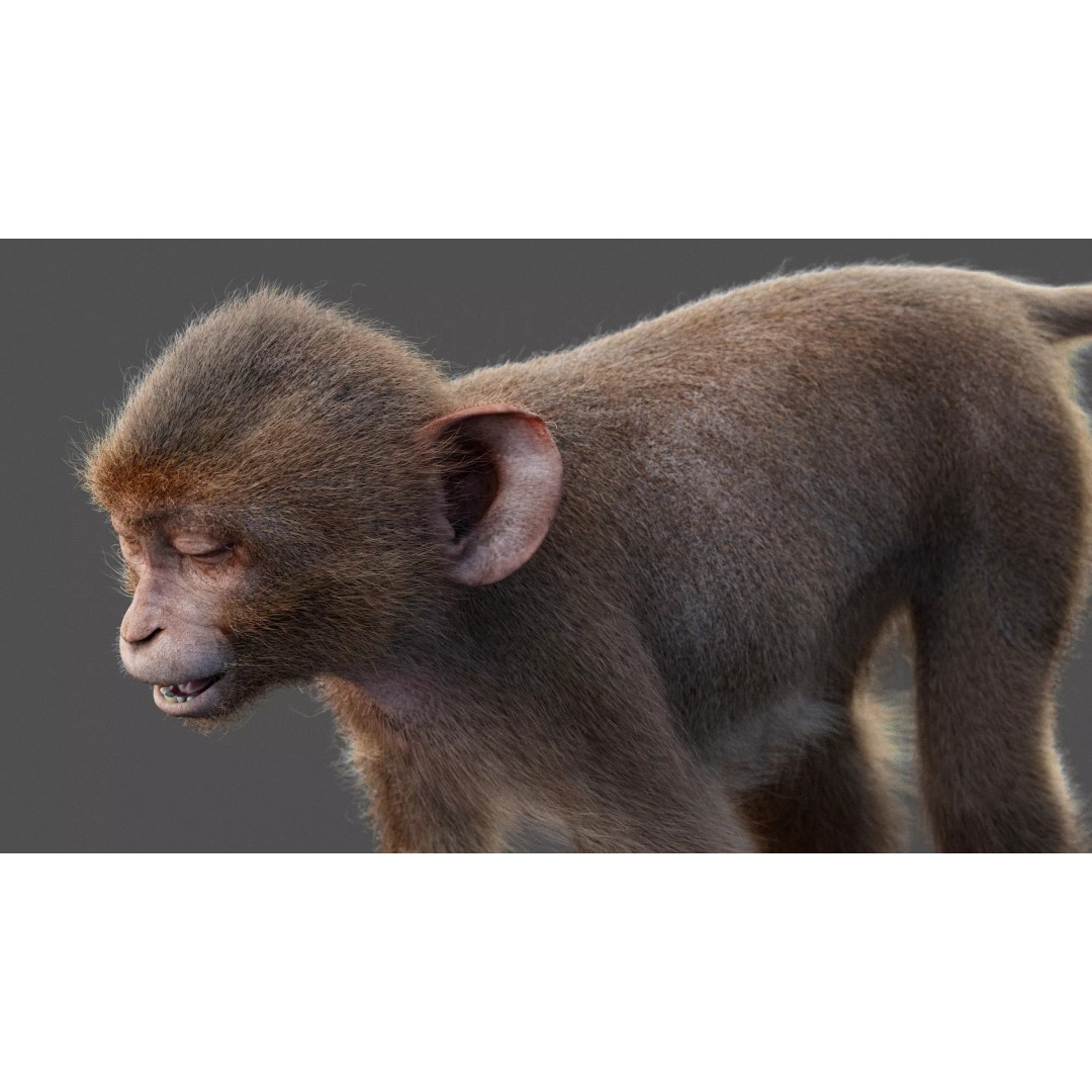 Young Rhesus Monkey 3D Model – High Detail Static Version, Maya - View 13