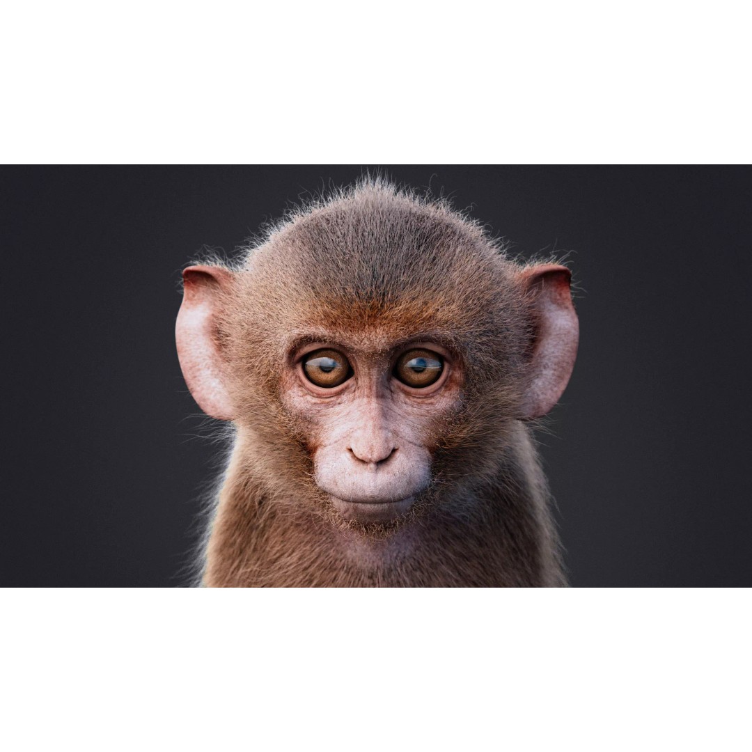 Young Rhesus Monkey 3D Model – High Detail Static Version, Maya - View 14