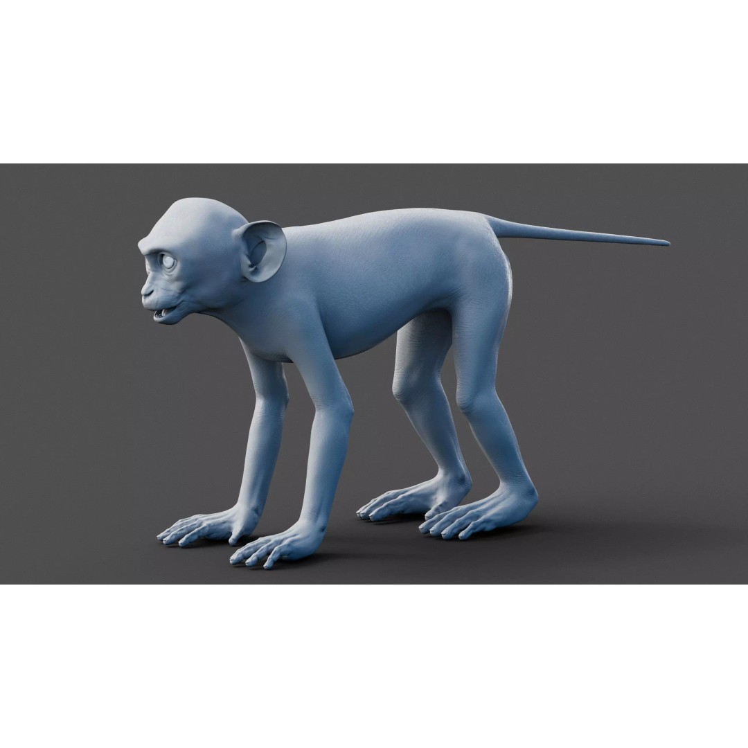 Young Rhesus Monkey 3D Model – High Detail Static Version, Maya - View 15