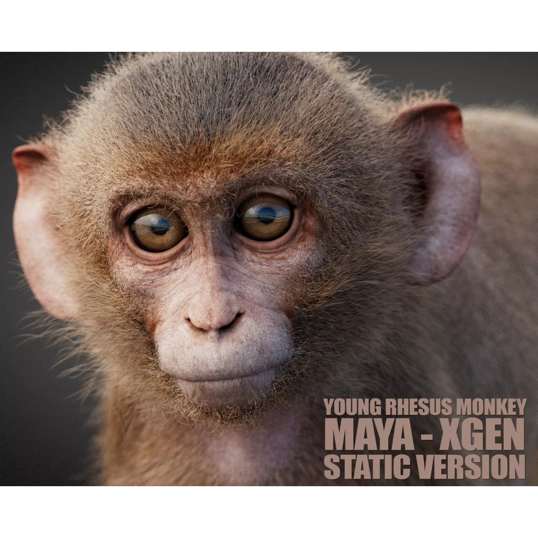 Young Rhesus Monkey 3D Model – High Detail Static Version, Maya - View 2