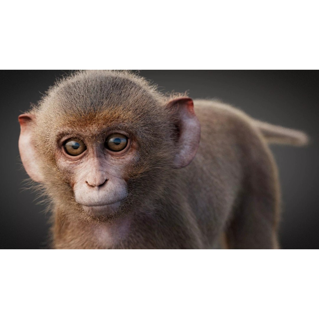 Young Rhesus Monkey 3D Model – High Detail Static Version, Maya - View 3