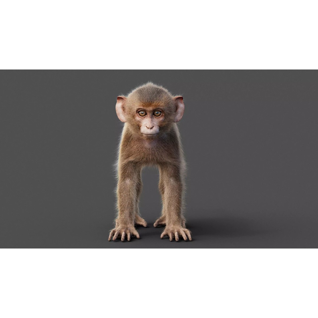 Young Rhesus Monkey 3D Model – High Detail Static Version, Maya - View 4