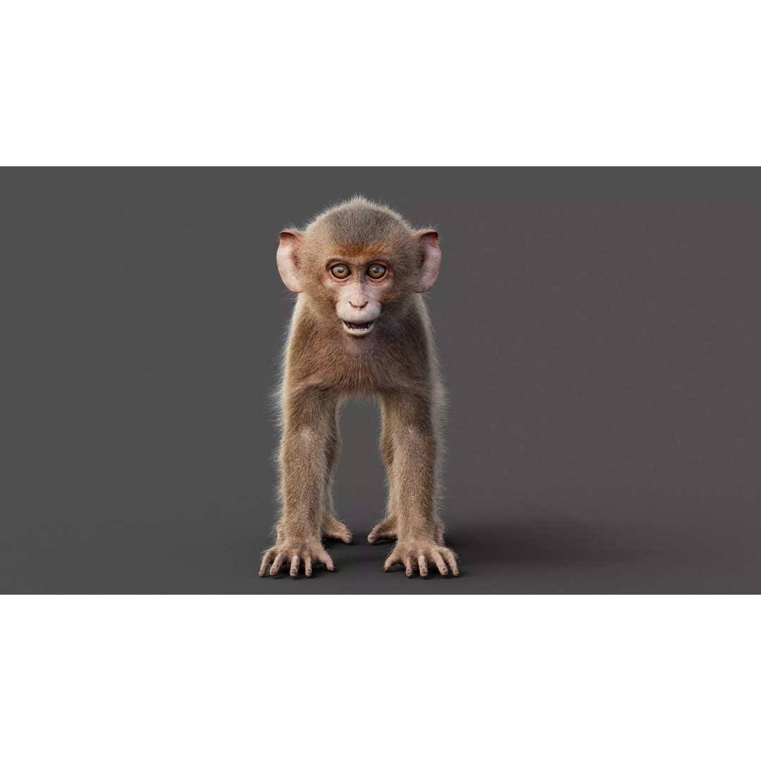 Young Rhesus Monkey 3D Model – High Detail Static Version, Maya - View 5