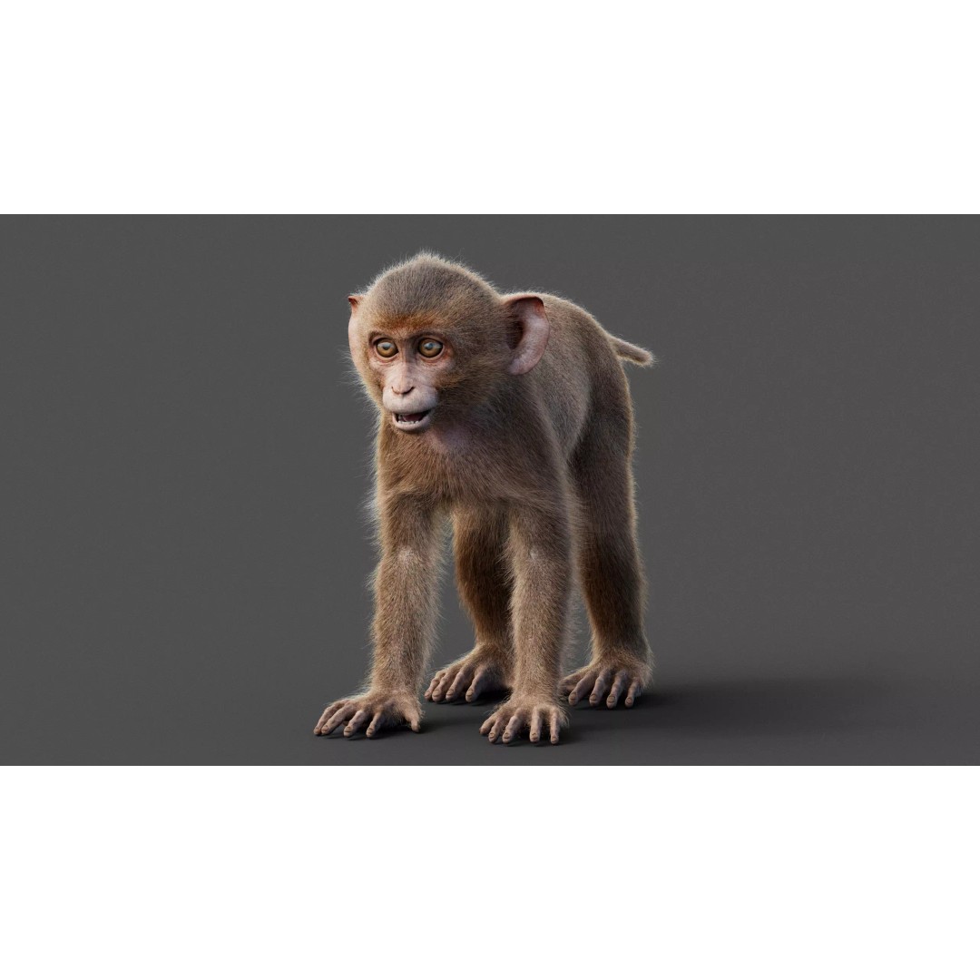Young Rhesus Monkey 3D Model – High Detail Static Version, Maya - View 6