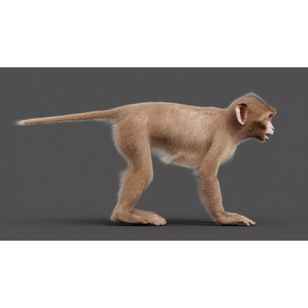 Young Rhesus Monkey 3D Model – High Detail Static Version, Maya - View 7