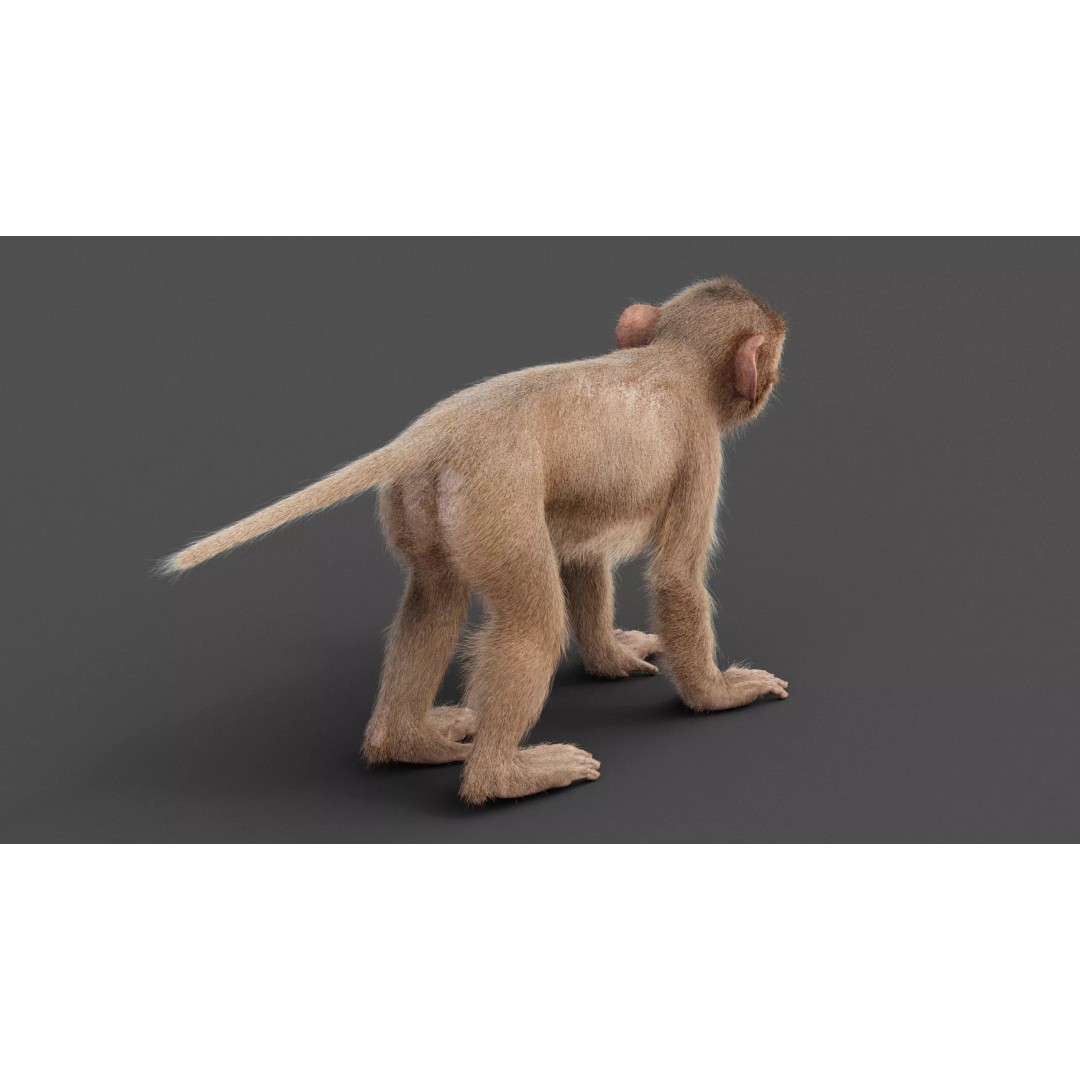 Young Rhesus Monkey 3D Model – High Detail Static Version, Maya - View 8