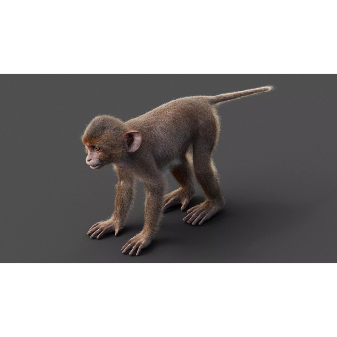Young Rhesus Monkey 3D Model – High Detail Static Version, Maya - View 9