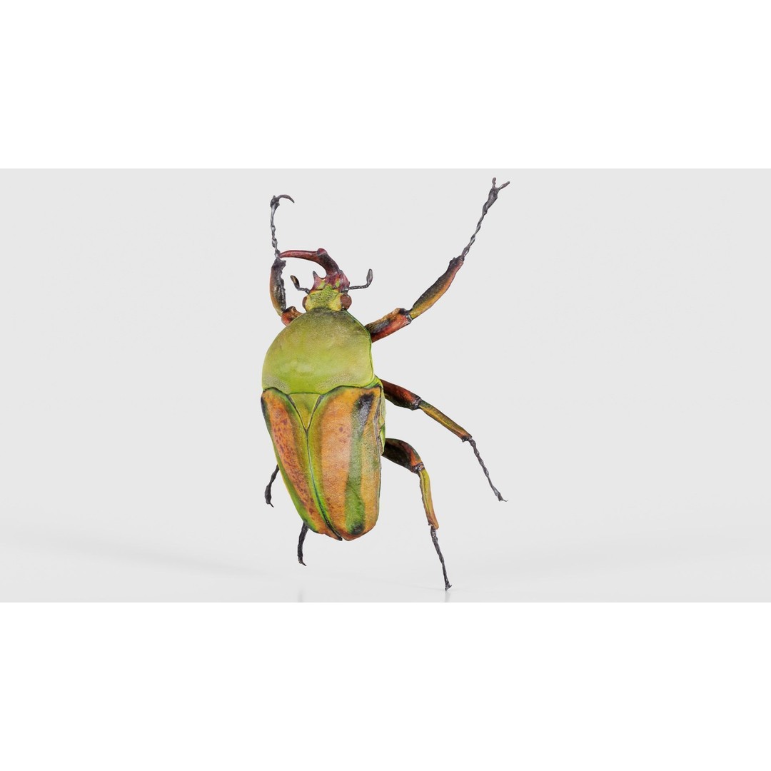 Phyllopertha Horticola Rose Beetle 3D Model – Low Poly Game Asset, FBX