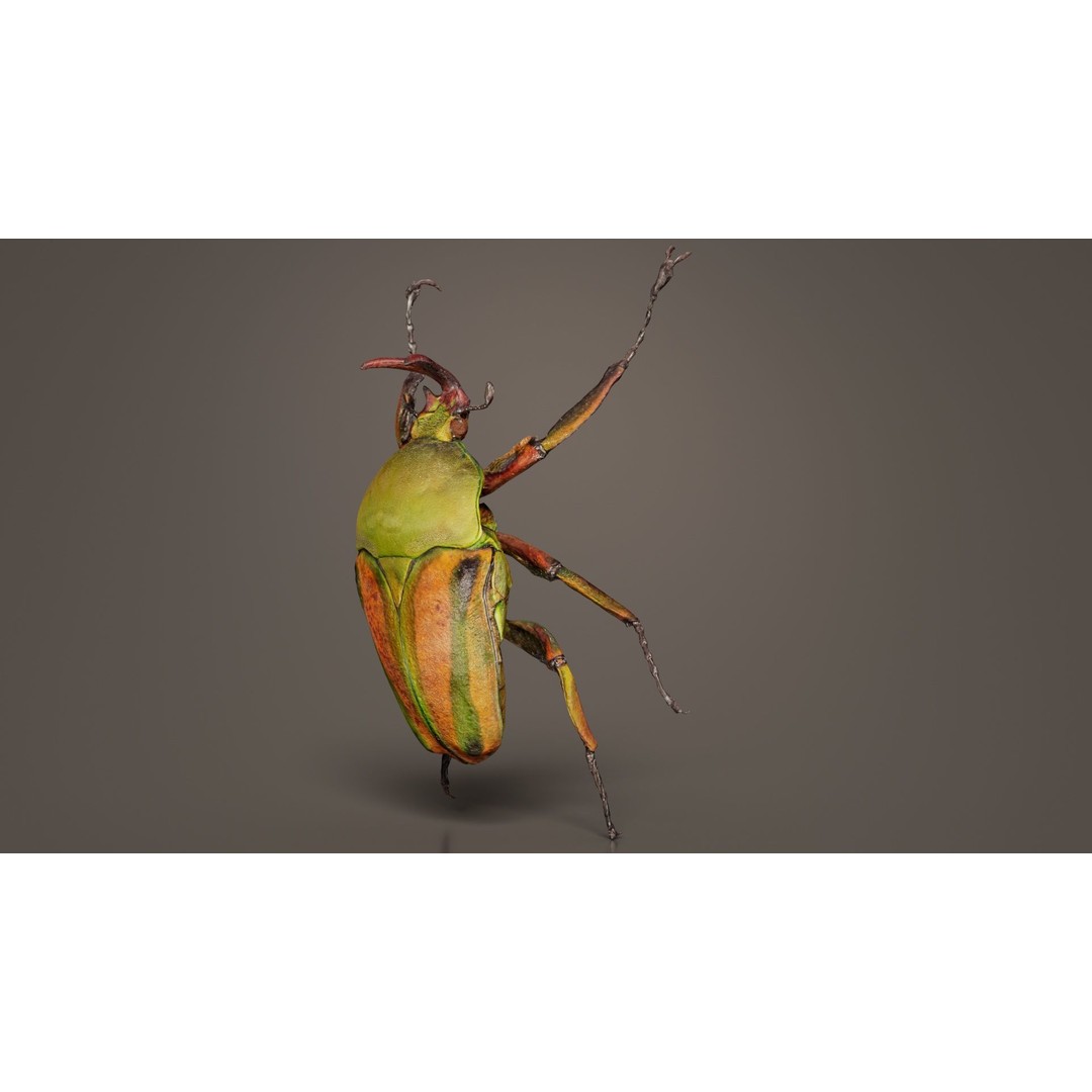 Phyllopertha Horticola Rose Beetle 3D Model – Low Poly Game Asset, FBX - View 10