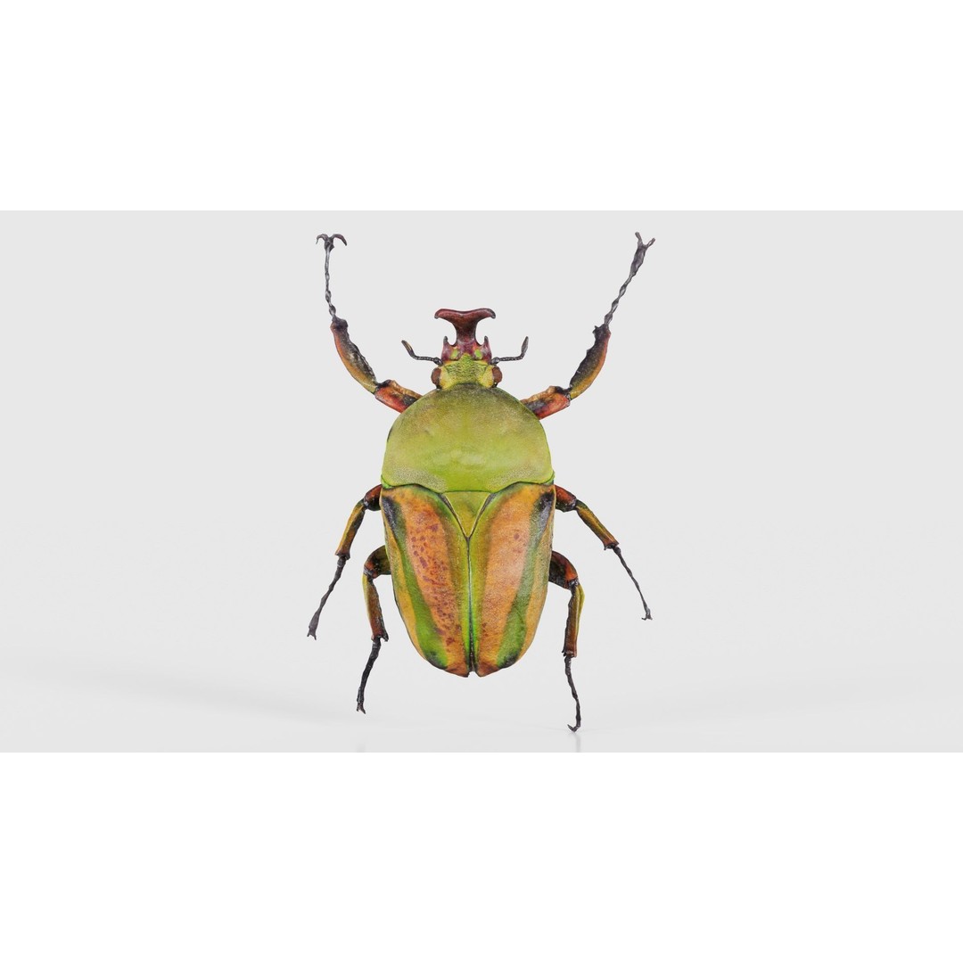 Phyllopertha Horticola Rose Beetle 3D Model – Low Poly Game Asset, FBX - View 17