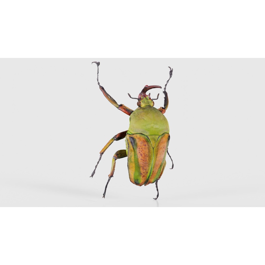 Phyllopertha Horticola Rose Beetle 3D Model – Low Poly Game Asset, FBX - View 18