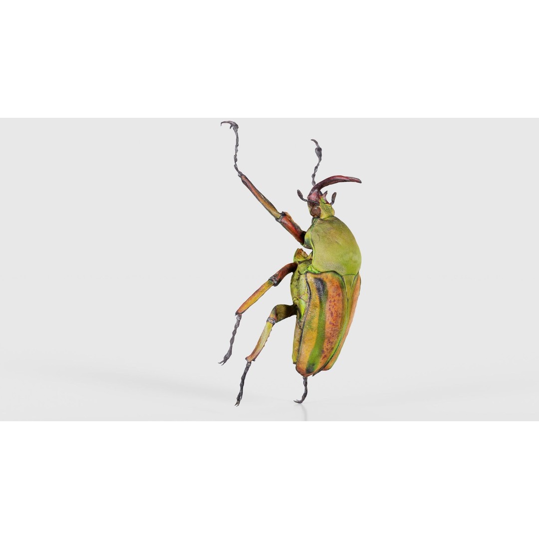 Phyllopertha Horticola Rose Beetle 3D Model – Low Poly Game Asset, FBX - View 19