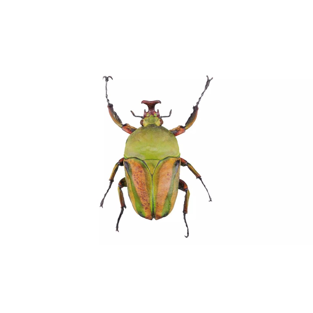 Phyllopertha Horticola Rose Beetle 3D Model – Low Poly Game Asset, FBX - View 2