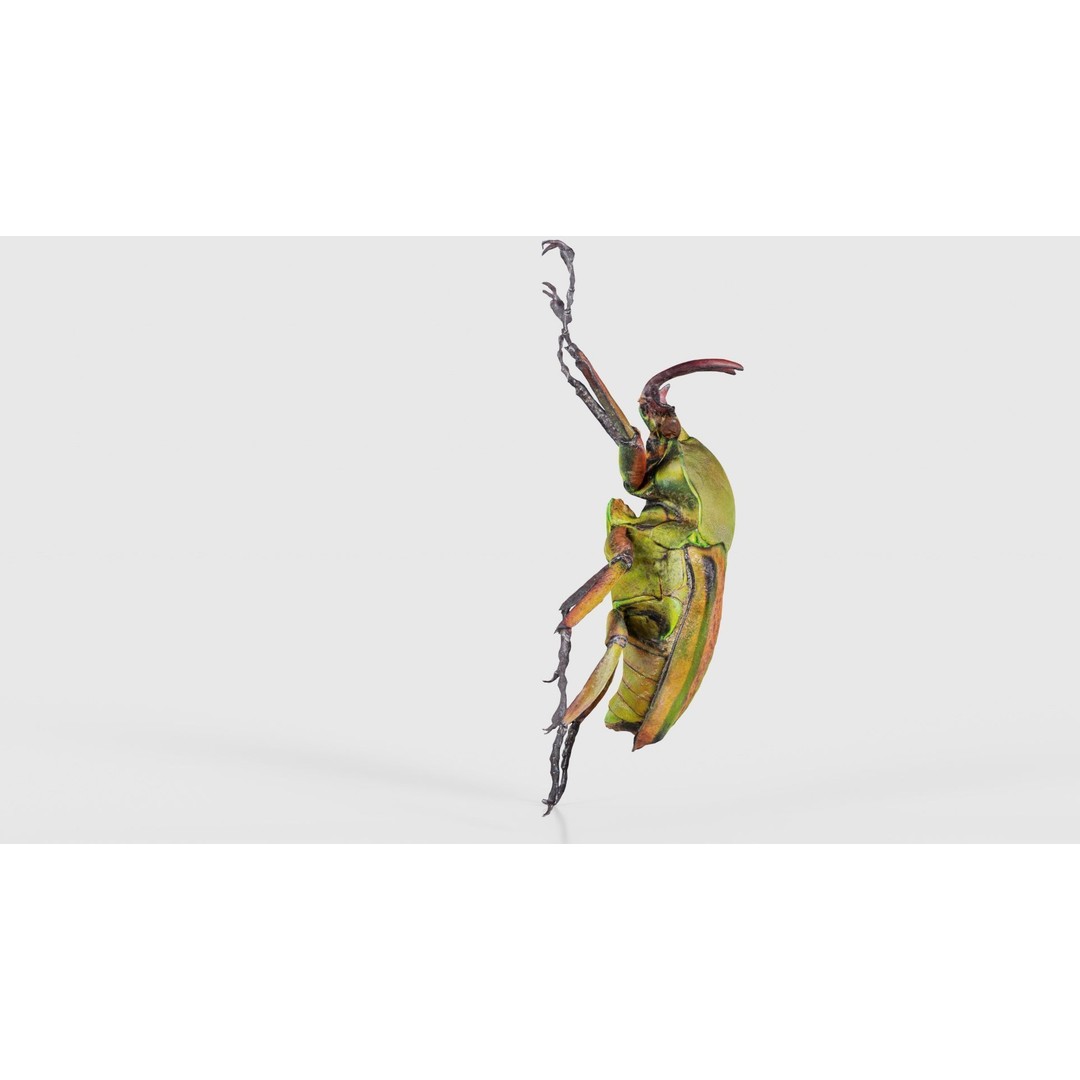 Phyllopertha Horticola Rose Beetle 3D Model – Low Poly Game Asset, FBX - View 20