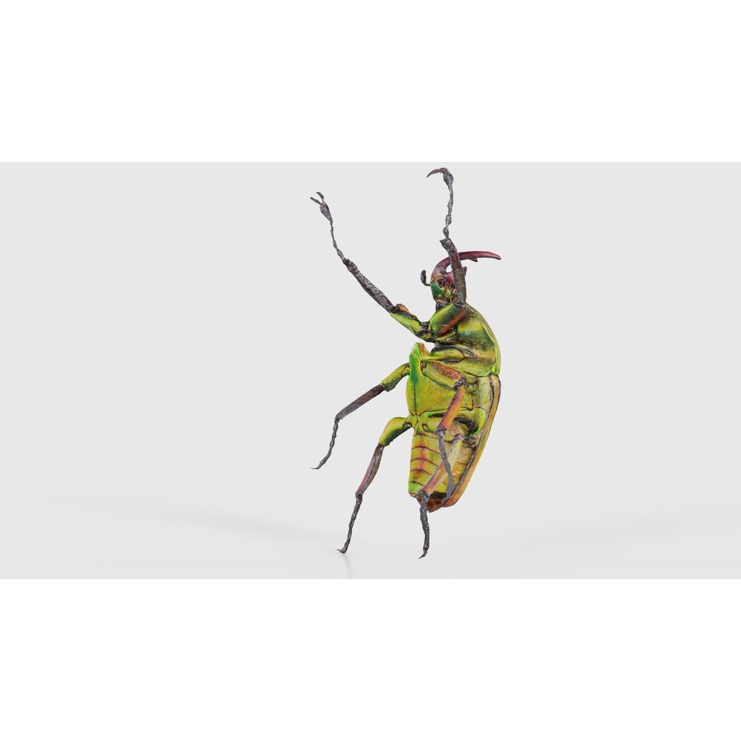 Phyllopertha Horticola Rose Beetle 3D Model – Low Poly Game Asset, FBX - View 21
