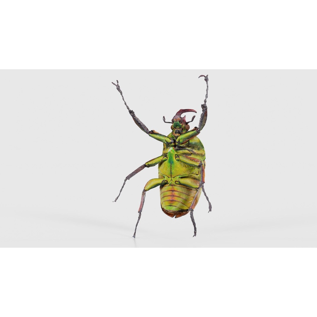 Phyllopertha Horticola Rose Beetle 3D Model – Low Poly Game Asset, FBX - View 22