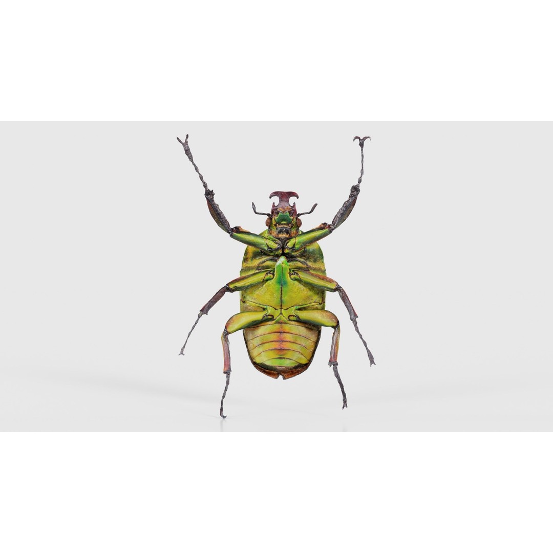 Phyllopertha Horticola Rose Beetle 3D Model – Low Poly Game Asset, FBX - View 23