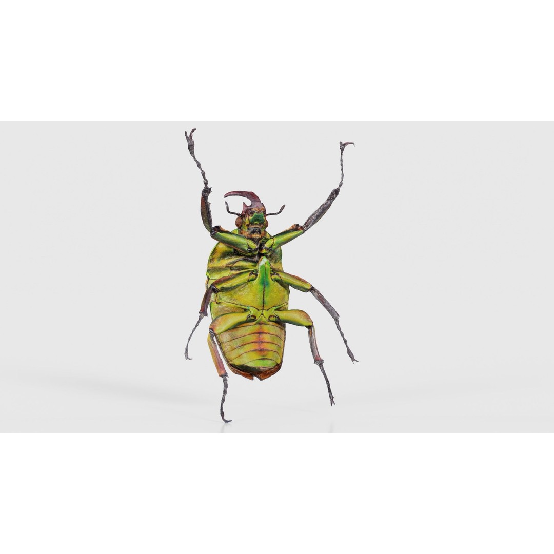 Phyllopertha Horticola Rose Beetle 3D Model – Low Poly Game Asset, FBX - View 24