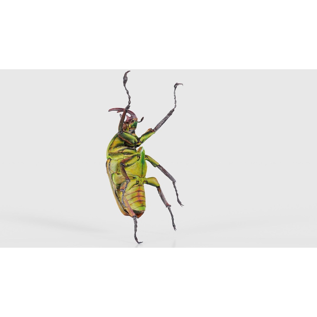 Phyllopertha Horticola Rose Beetle 3D Model – Low Poly Game Asset, FBX - View 25