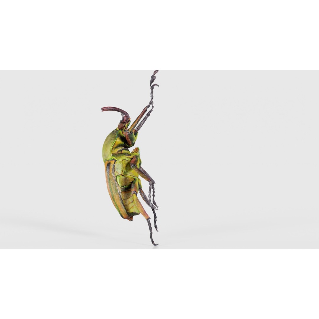 Phyllopertha Horticola Rose Beetle 3D Model – Low Poly Game Asset, FBX - View 26