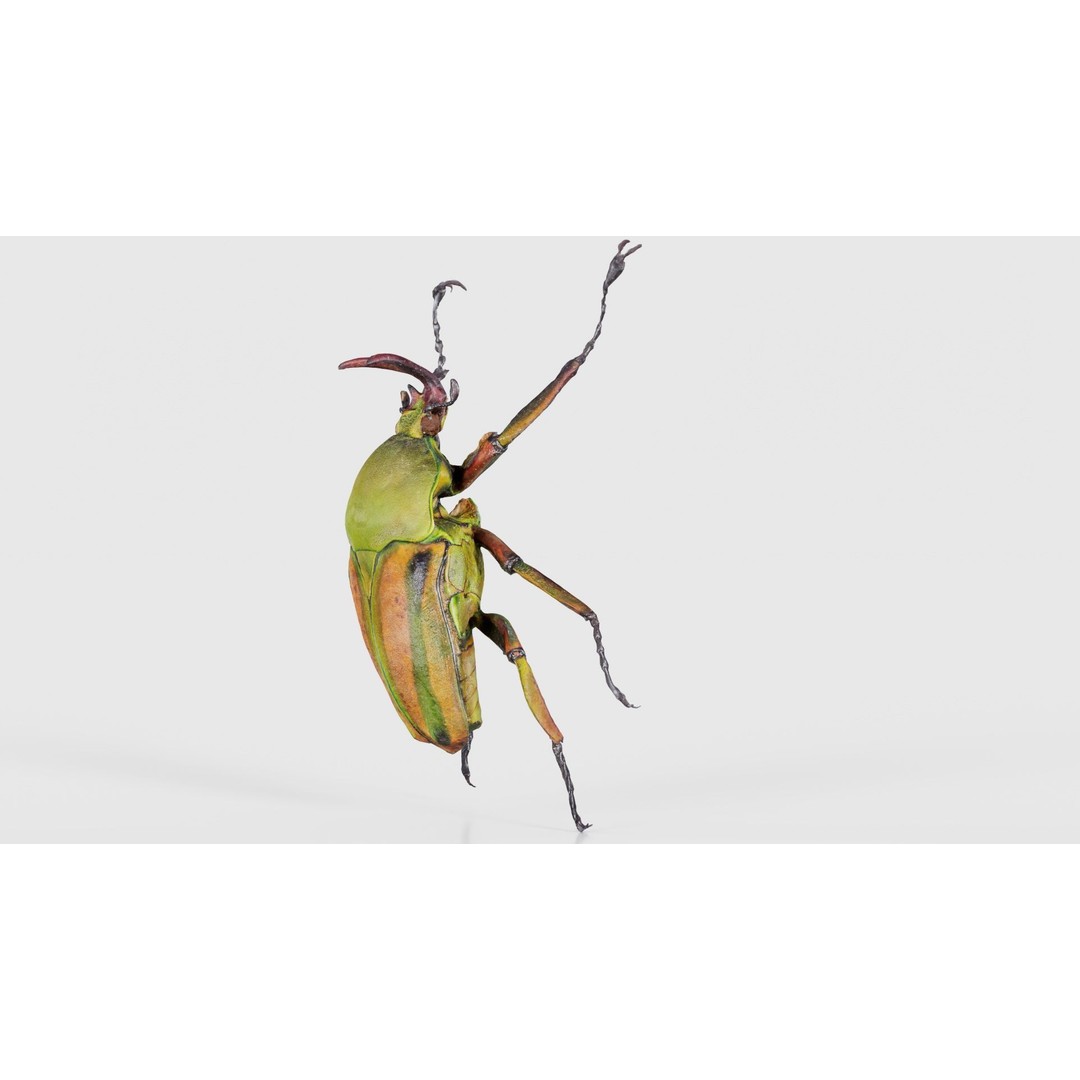 Phyllopertha Horticola Rose Beetle 3D Model – Low Poly Game Asset, FBX - View 27