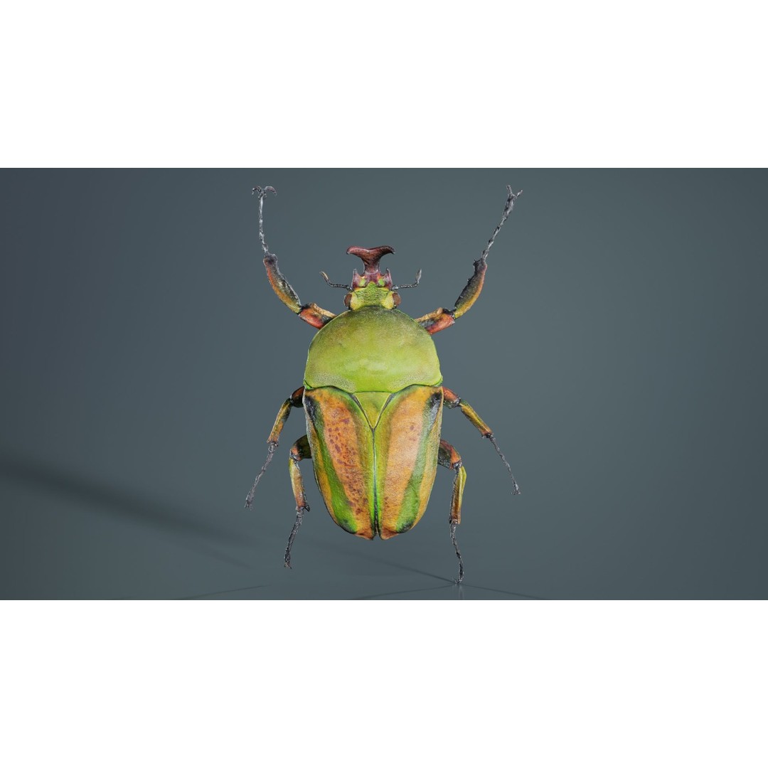 Phyllopertha Horticola Rose Beetle 3D Model – Low Poly Game Asset, FBX - View 3