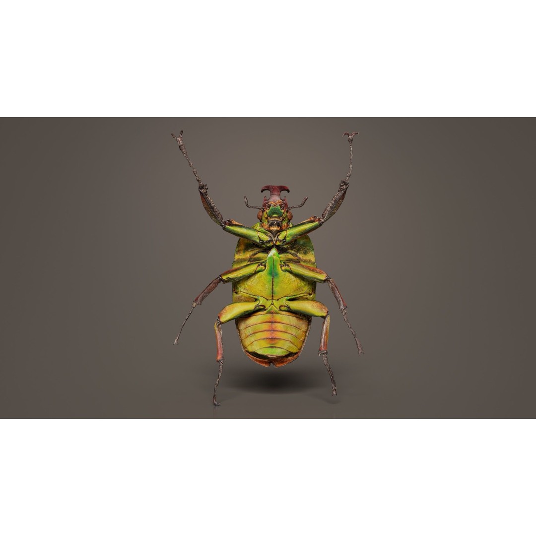 Phyllopertha Horticola Rose Beetle 3D Model – Low Poly Game Asset, FBX - View 4
