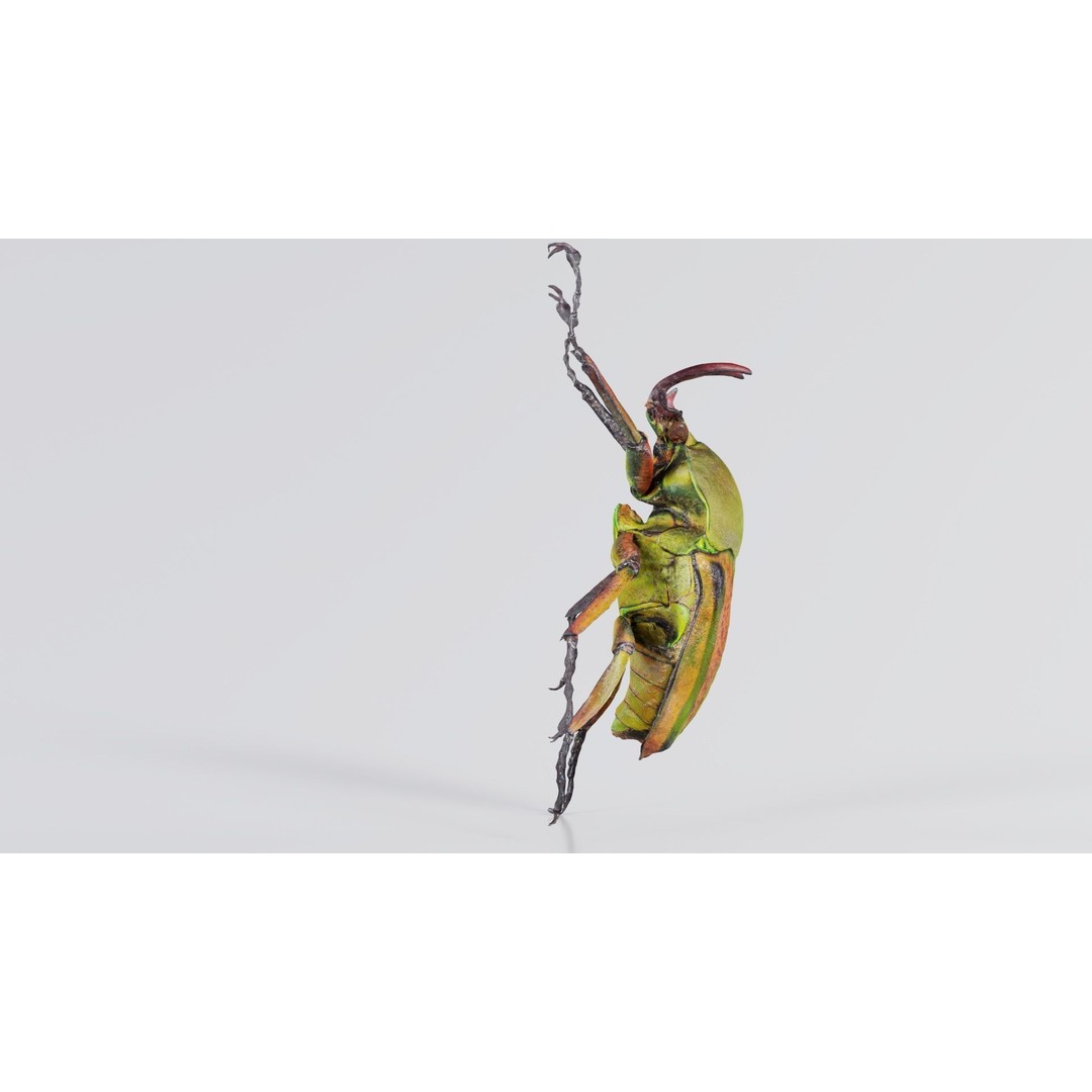 Phyllopertha Horticola Rose Beetle 3D Model – Low Poly Game Asset, FBX - View 5
