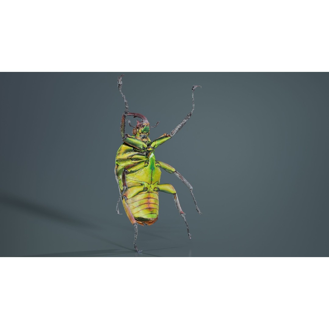 Phyllopertha Horticola Rose Beetle 3D Model – Low Poly Game Asset, FBX - View 6