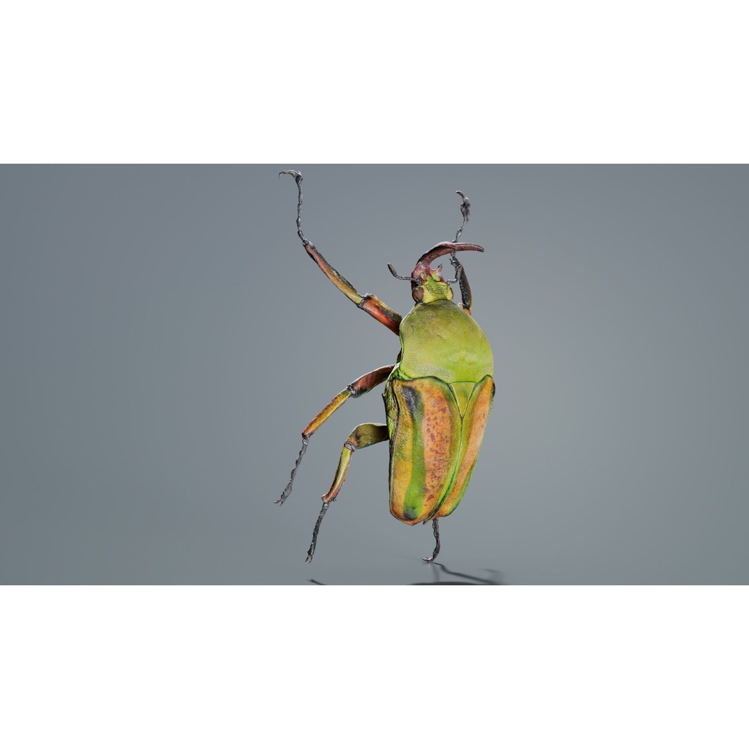 Phyllopertha Horticola Rose Beetle 3D Model – Low Poly Game Asset, FBX - View 7