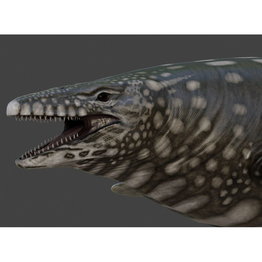 Mosasaurus 3D Model – Low Poly Animated Creature, FBX - View 17