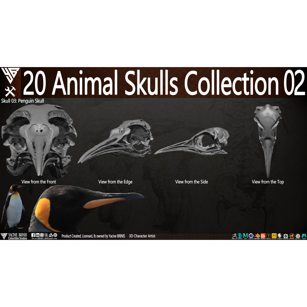 Animal Skulls 3D Model – Low-Poly Collection, FBX, OBJ, STL - View 10