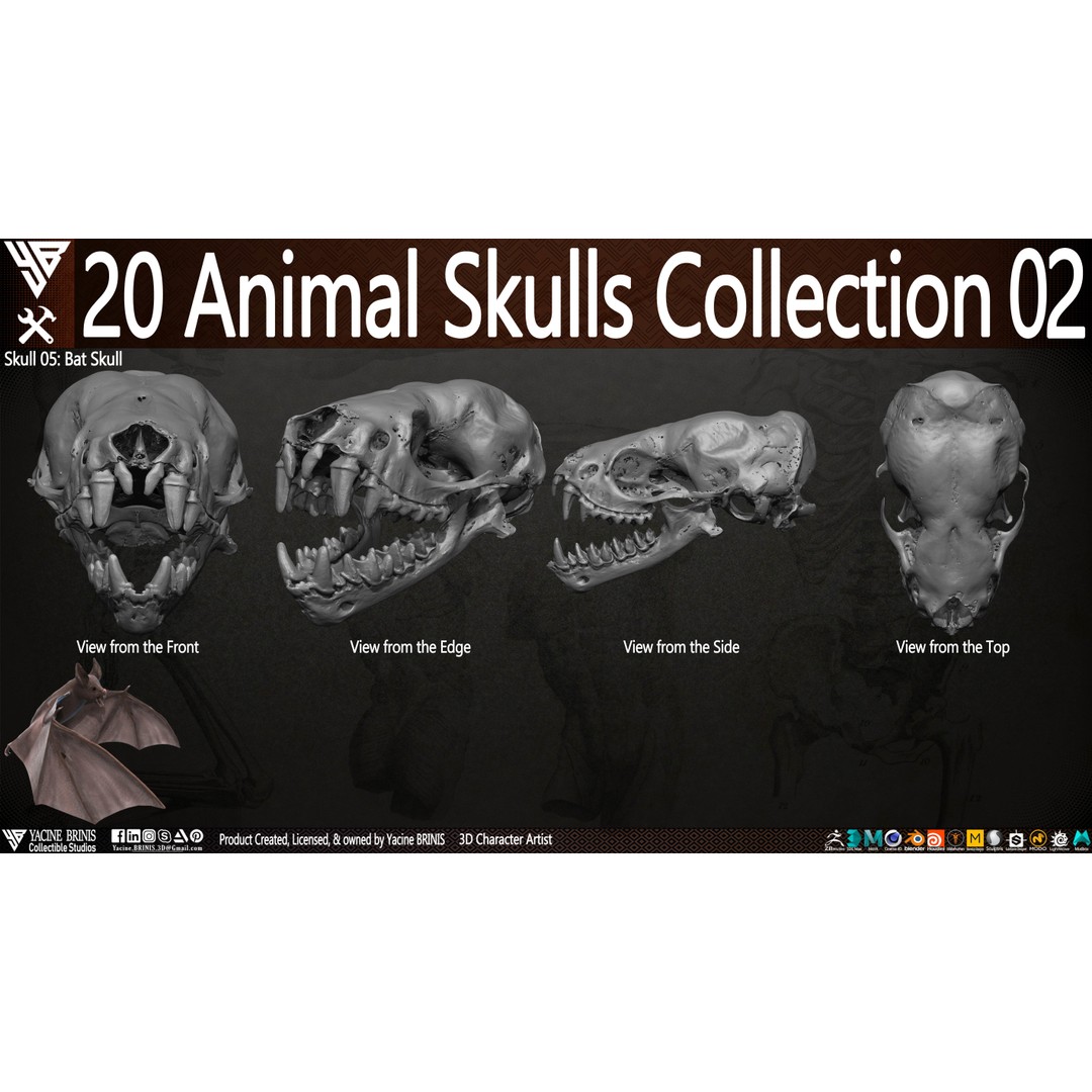 Animal Skulls 3D Model – Low-Poly Collection, FBX, OBJ, STL - View 11