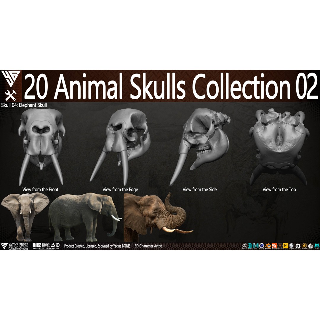 Animal Skulls 3D Model – Low-Poly Collection, FBX, OBJ, STL - View 12