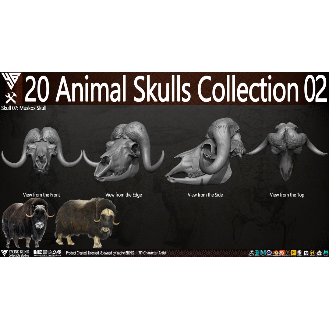 Animal Skulls 3D Model – Low-Poly Collection, FBX, OBJ, STL - View 13