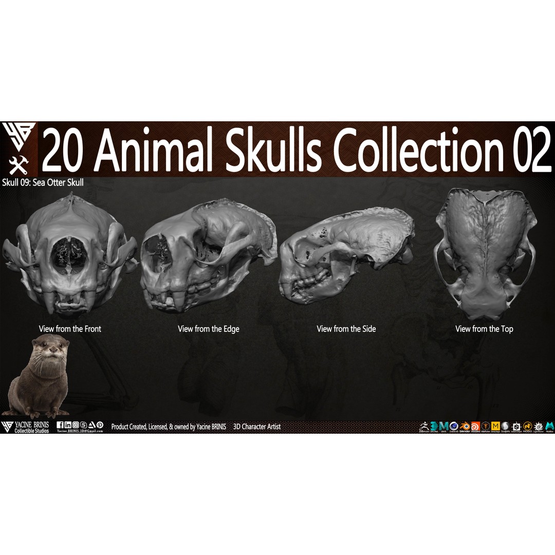 Animal Skulls 3D Model – Low-Poly Collection, FBX, OBJ, STL - View 14