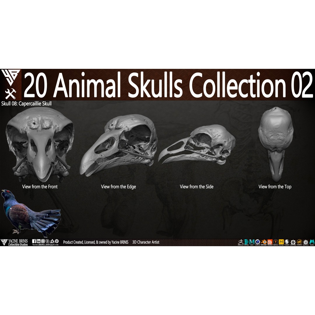 Animal Skulls 3D Model – Low-Poly Collection, FBX, OBJ, STL - View 15