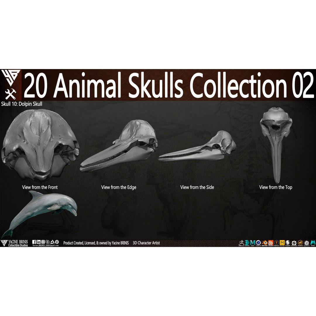 Animal Skulls 3D Model – Low-Poly Collection, FBX, OBJ, STL - View 17