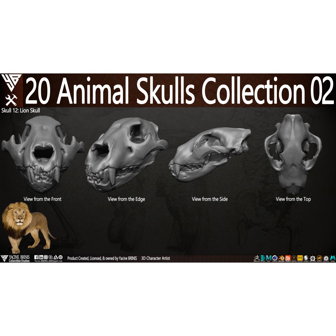 Animal Skulls 3D Model – Low-Poly Collection, FBX, OBJ, STL - View 18