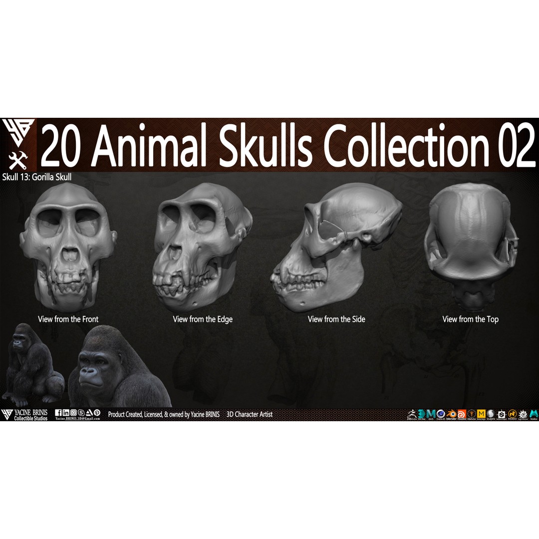 Animal Skulls 3D Model – Low-Poly Collection, FBX, OBJ, STL - View 19