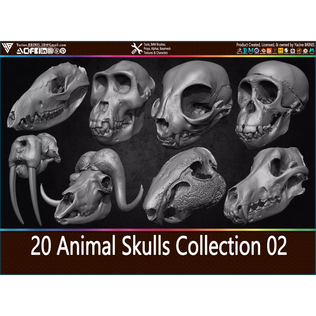 Animal Skulls 3D Model – Low-Poly Collection, FBX, OBJ, STL - View 2