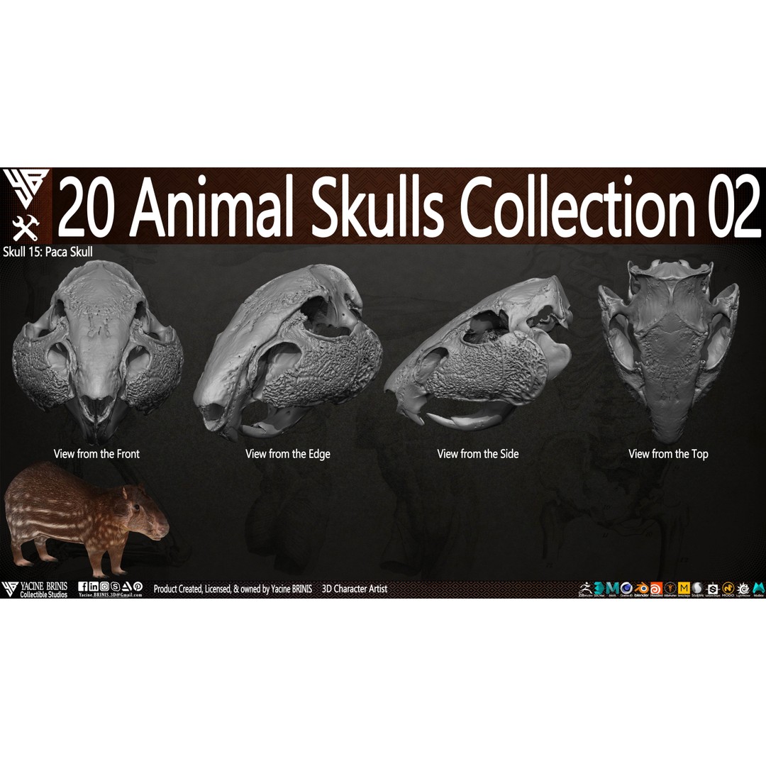 Animal Skulls 3D Model – Low-Poly Collection, FBX, OBJ, STL - View 20