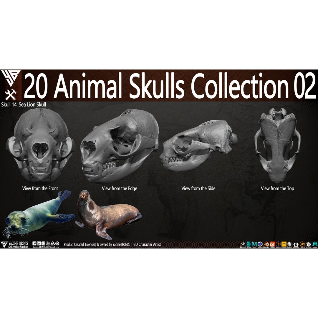 Animal Skulls 3D Model – Low-Poly Collection, FBX, OBJ, STL - View 22