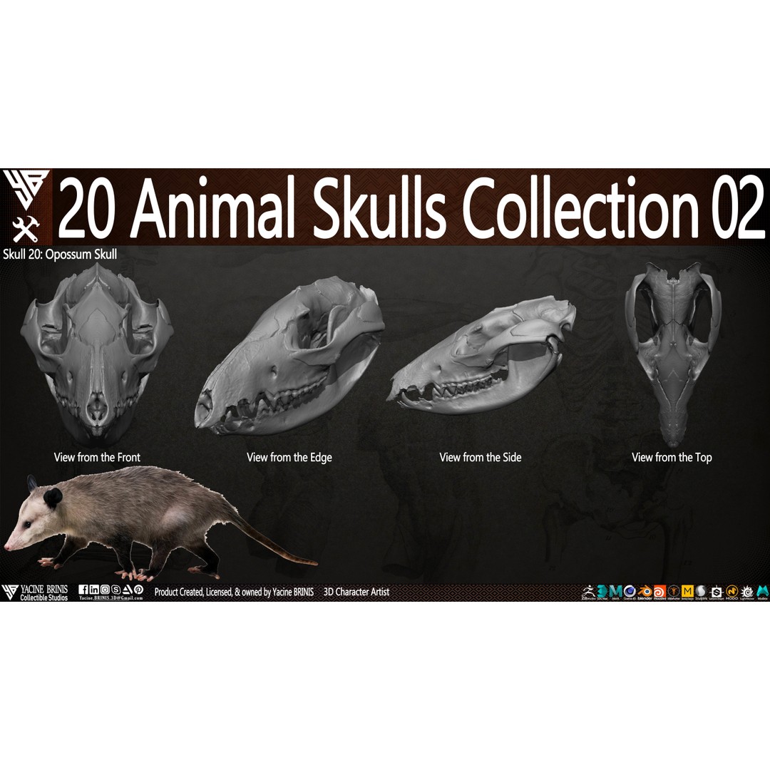 Animal Skulls 3D Model – Low-Poly Collection, FBX, OBJ, STL - View 23