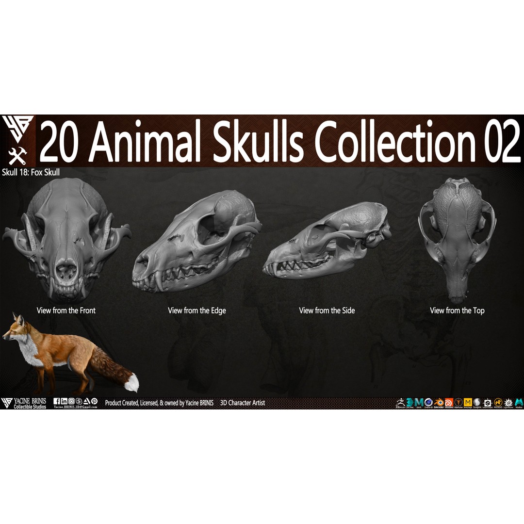 Animal Skulls 3D Model – Low-Poly Collection, FBX, OBJ, STL - View 24
