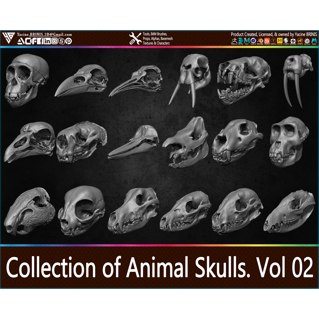 Animal Skulls 3D Model – Low-Poly Collection, FBX, OBJ, STL - View 25