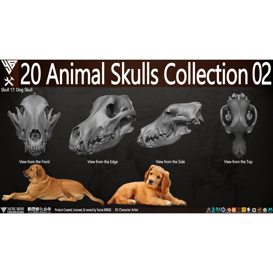 Animal Skulls 3D Model – Low-Poly Collection, FBX, OBJ, STL - View 26